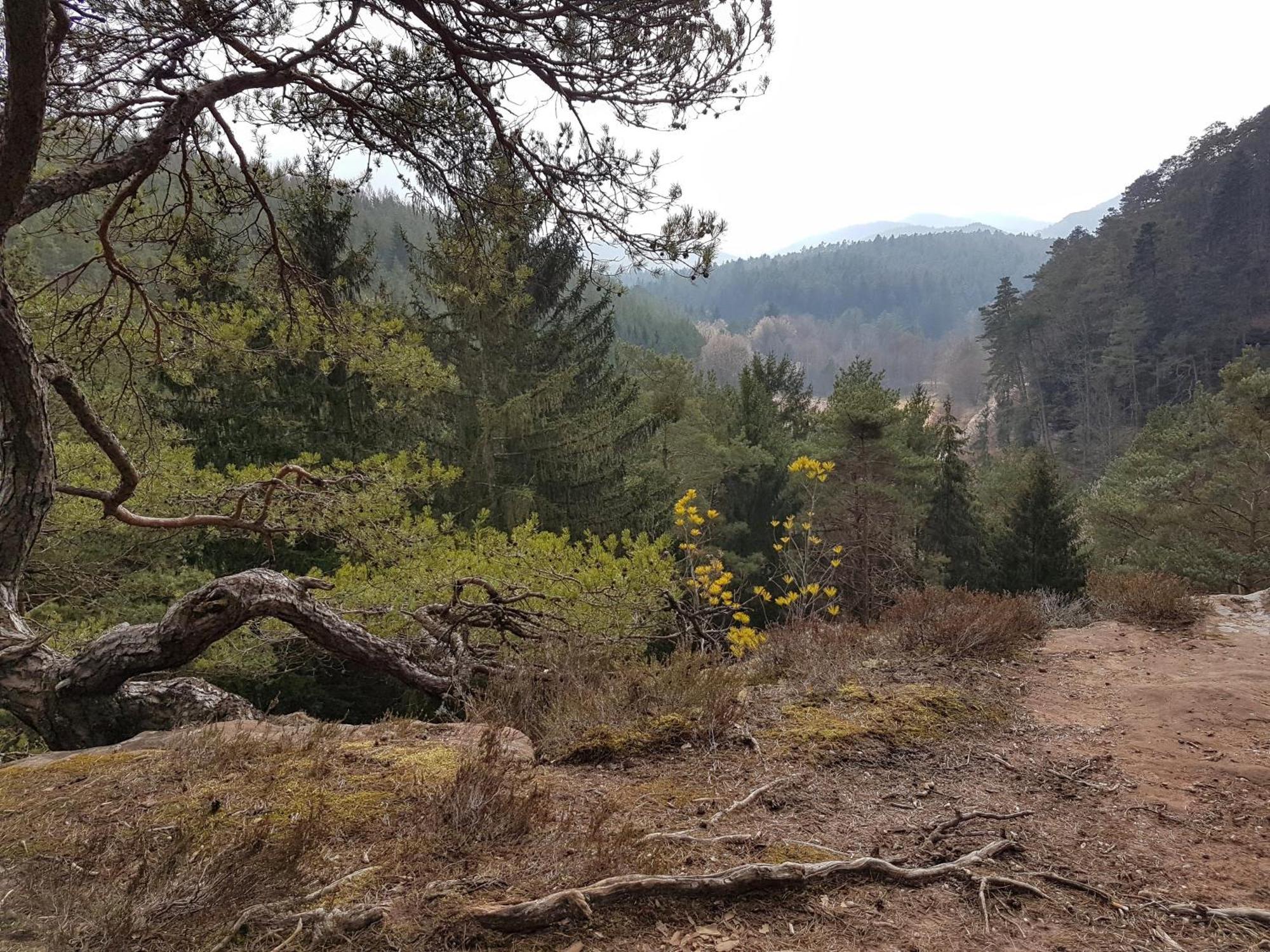Ferienwohnung Waldliebe Hinterweidenthal Dış mekan fotoğraf
